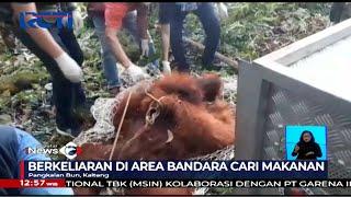 Orang Utan Kelaparan, Berkeliaran di Area Bandara Pangkalan Bun #SIS 20/08