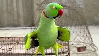 Green parrot talking | Parrot talking | Parrot sound 