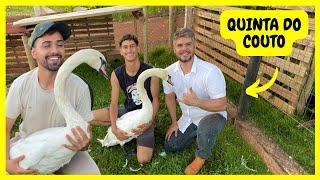 Muitas Aves Ornamentais - Animais da @quintadocoutorv + @juniorguerreiro2  Gutejando