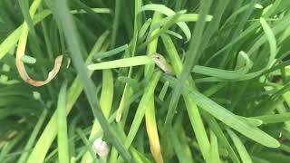 Baby Carolina Anole in garden plant, Newport Beach