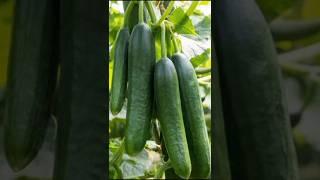 Cucumber gardening #shorts #pushpa #music #alluarjun #song #tamil #lakhneetvlogs #garden #vlog