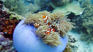 Ocean's Hidden Treasures: 5 Cool Sea Anemone Facts