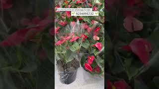 Rare imported anthurium plant online shopping #anthurium #plants #anthuriumplant #garden #gardening