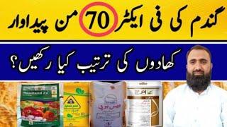 How to use Fertilizer in Wheat for a Bumper Crop || Bilal Kanju Official