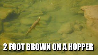 Two-Foot Brown Trout on the Dry Fly! Fly Fishing Dry Flies for a Big Brown Trout