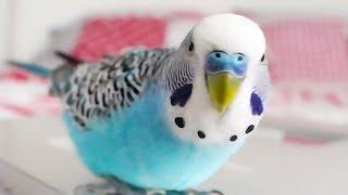 Budgie singing to Youtube Playbutton - Cookie sounds