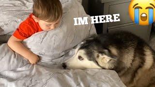 Baby Refuses To Wake Up Without His Huskies! [SHE FALLS OUT OF BED!]