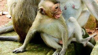 Baby Monkey Viola Cry Very Angry Mom Reject Milk,Pity Viola Cry So Sad For Milk