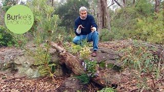 Burke's Backyard, Planting in Hollow Logs