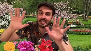 One Little Bud | Music With Mr. DelGaudio | a flower song for Spring