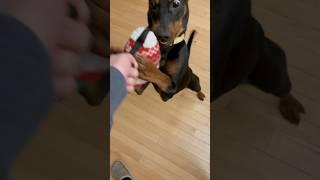 Puppy play some serious tug game #puppy #germanpinscher