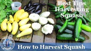 How Harvest Squash -  Yellow Crookneck Squash and Zucchini Squash - Tips Harvesting