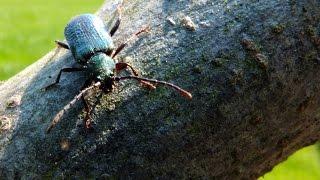 Callidium aeneum - Longhorn Beetle / Bockkäfer