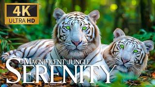 Magnificent Jungle Serenity  Spectacular Discovery & Calm Piano Melodies  Relaxed & Serene