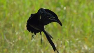 Widowbird Jumping Competition | Planet Earth II | BBC Earth