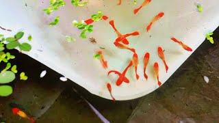 What Food to Feed Baby Guppies |  NVN GUPPY