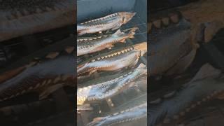 Большой, вкусный и жирный заказ! Копчёная Рыбка из Астрахани. ##shorts #short #shortvideo #viral ￼￼