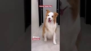 funny dog dancing #funnydogs #funnyshorts #funnypets #dancingdog #dogs