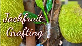 Jackfruit grafting technique | contact grafting technique on Jackfruit tree, 100% working
