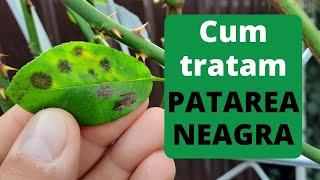 Cum tratam trandafirii | Patarea Neagra la trandafiri