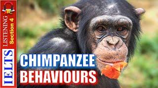 Real IELTS Listening Test | Section 4 | Chimpanzee Behaviors