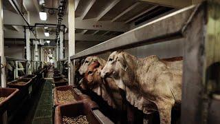 At least 100 cattle die onboard live export ship