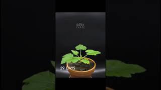Boxlapse  78 days in one minute! Seed to zucchini #timelapse #zucchini #boxlapse #shorts