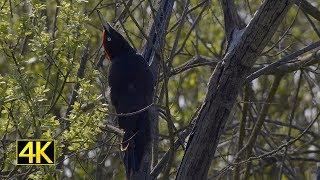 Schwarzspecht Rivalen beim Scheinfechten (black woodpecker rivals) 4K