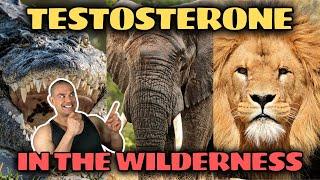 TESTOSTERONE Levels Of The Animal Kingdom! | Are Humans Overpowered?