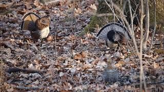 The Ruffed Grouse Display by Scout-N-Hunt