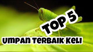 Top 5 umpan ikan keli terbaik