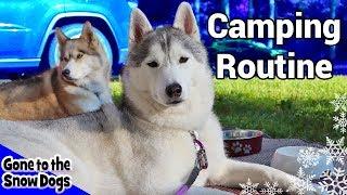 My Dog's Camping Routine | Huskies Camping Routine 2018