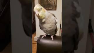 Singing female cockatiel | Female Cockatiel Sound |#shorts #cockatiel #funnyvideos