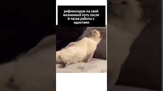 Не должно же быть так! #программист #мем #разработчик #офис #разработка #мемасики