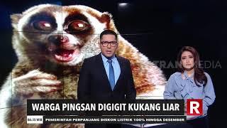 Warga Pingsan Digigit Kukang Liar | REDAKSI PAGI (12/08/20)