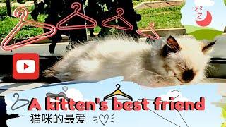 【寿司 - Sushi】介绍一款免费猫咪玩具 Kitten toy that costs less than a dollar