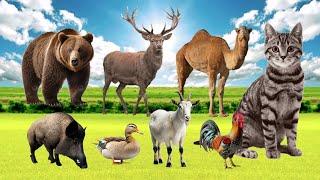 Bustling animal world sounds around us: duck, chicken, goat, pig, bear, camel, moose, cat