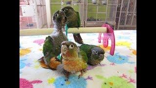 5 week old Baby Green Cheek Conure Babies.