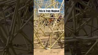 New Strandbeest in 2024 From Artist Theo Jansen!