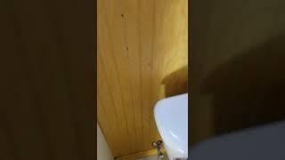 How Well Does Liquilock Work? How To Remove Toilet