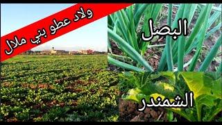 حقول البصل والشمندر السكري باولاد عطو بني ملال#beni_mellal