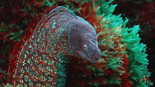 Underwater video of 2019 3D red-cyan