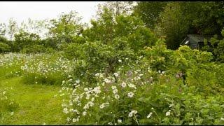 Big Dreams, Small Spaces: Maddy & Tim Harland's Forest Garden