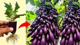 How To Growing Eggplant With Brinjal || Grafting Eggplant