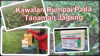 Tips @ Cara meracun rumpai pada ladang jagung menggunakan calaris | racun selektif |