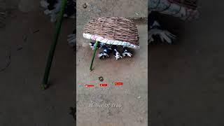 Pigeon trap|Cage bird trap #shorts #youtubeshorts #ytshorts