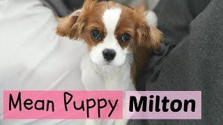 Mean Puppy | Milton the Cavalier King Charles Spaniel | Growling puppy