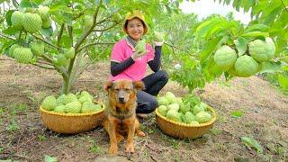 Full Video: Harvesting Custard Apple Goes To Market Sell | Farm, Daily Life | Tieu Lien