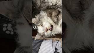 Сегодня вагоны разгружал#котикимоякотомания #cat #видосыоткота