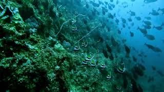 Epic Dive at Batu Bolong Dive Site, Nusa Penida